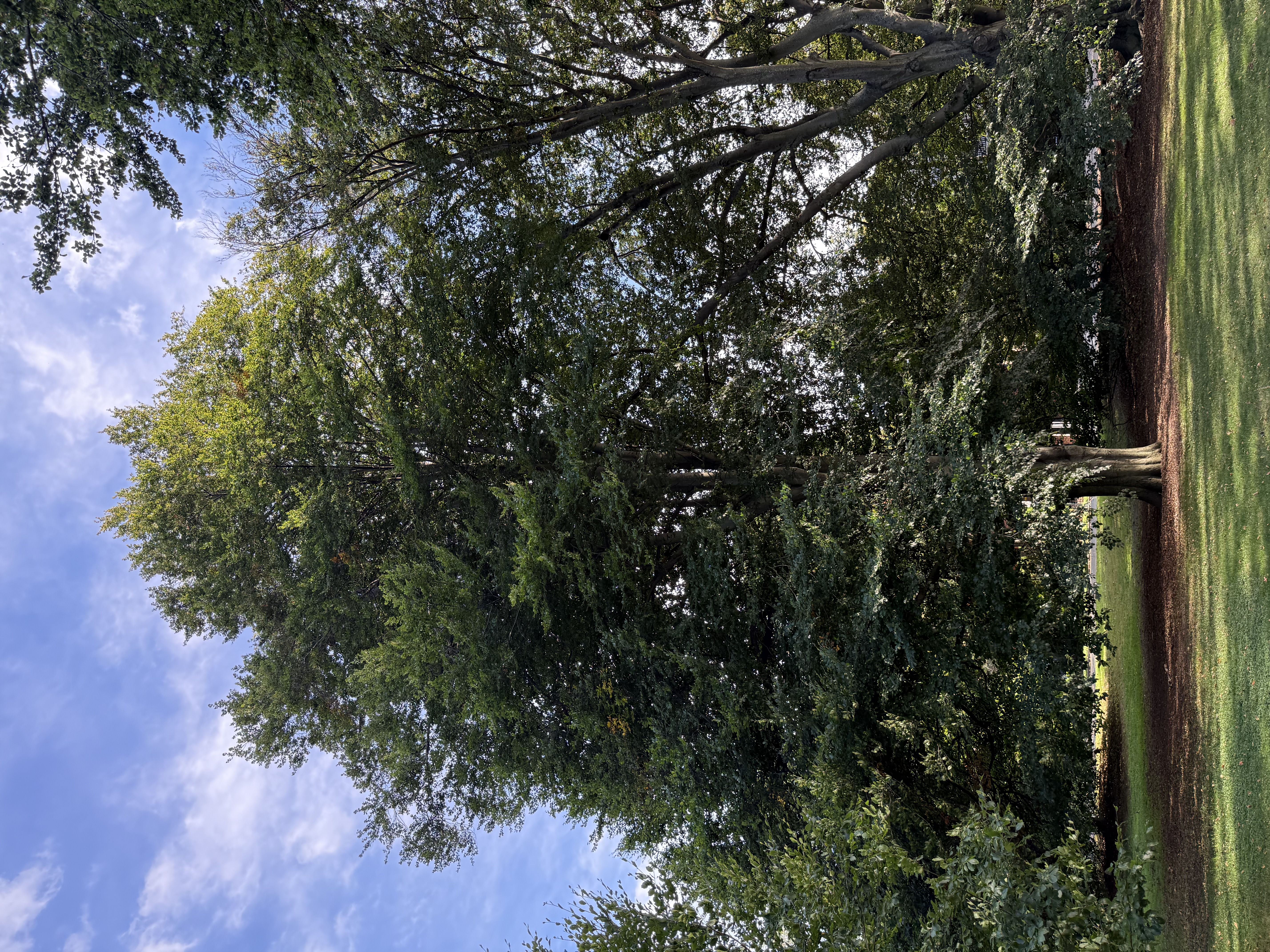 Longwood Mall in Precinct 1, with the tree-lined park and surrounding homes.