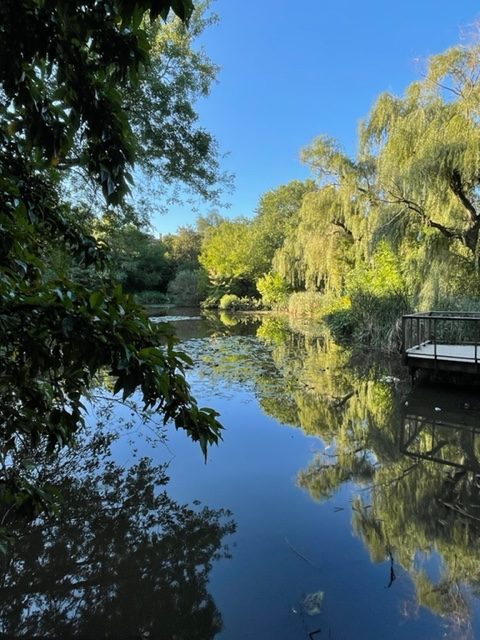 Hall's Pond in Precinct 1, with trees reflected in still water.