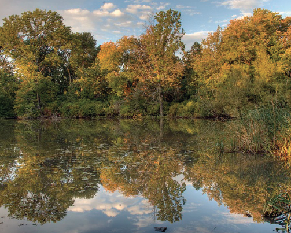 Hall's Pond Sanctuary in Precinct 1, with wetland habitat and surrounding greenery.